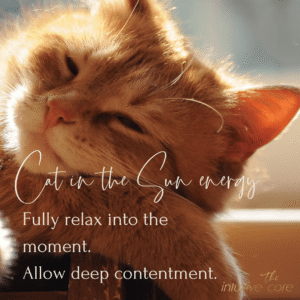 Cat in the Sun Energy
