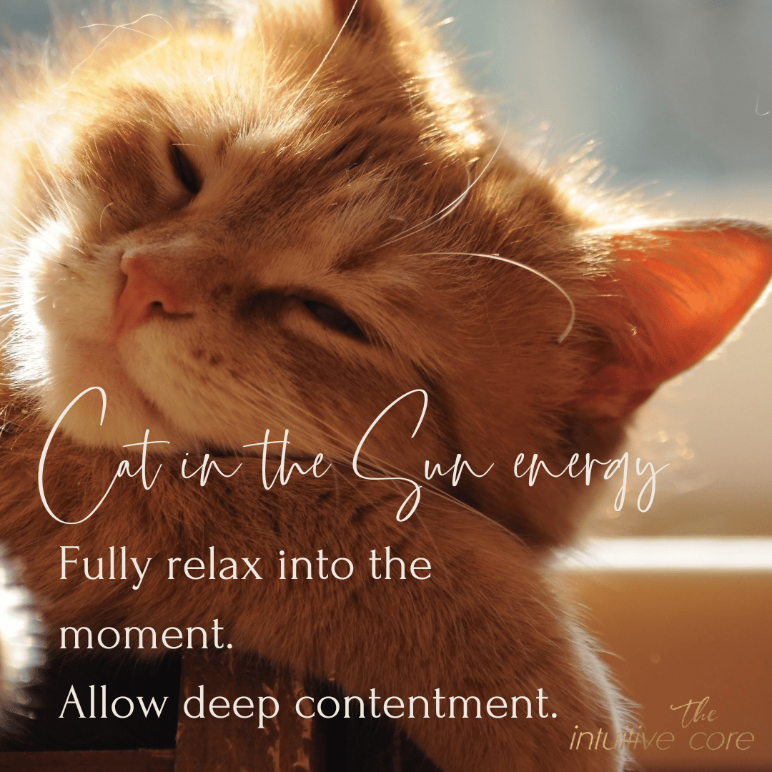 Cat in the Sun Energy