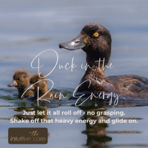 Duck in the Rain Energy